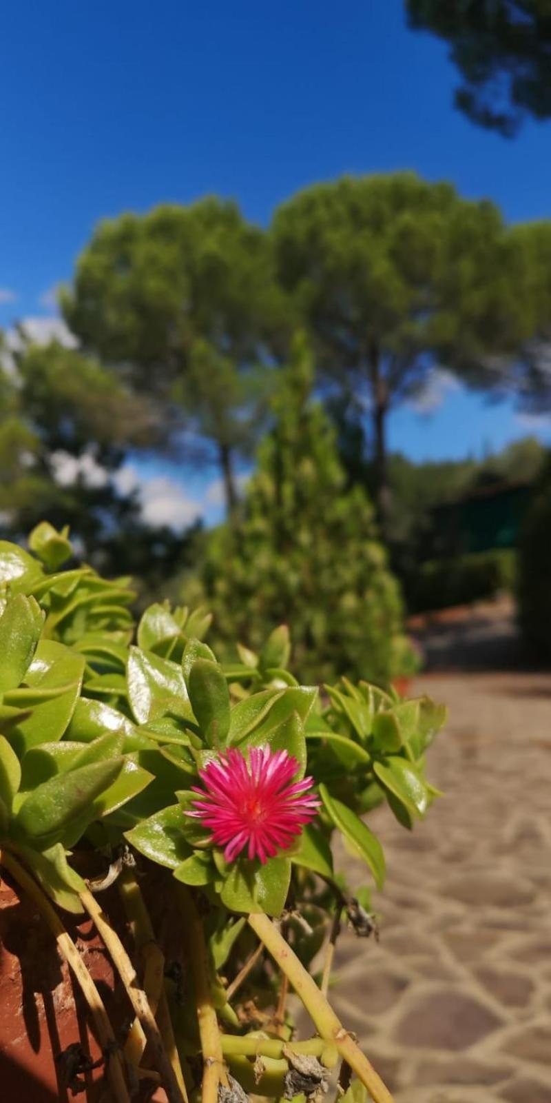 Villa Santa Margherita - La Suvera Ponte A Bozzone Exteriér fotografie